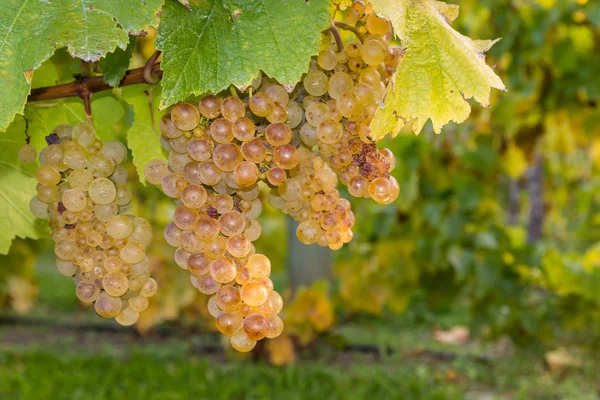 Стиглий рідкісний виноград і листя — стокове фото