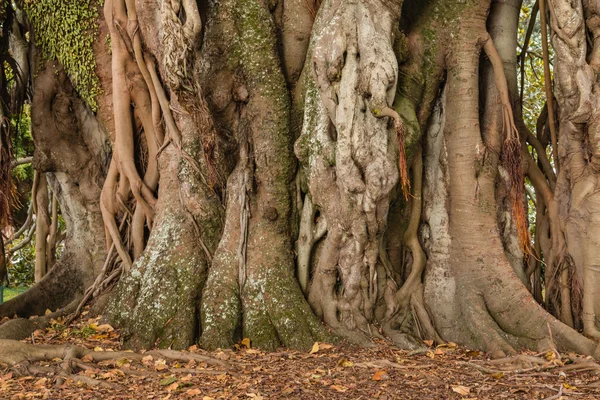 Ficus drzewo tułowia i korzenie powietrzne — Zdjęcie stockowe