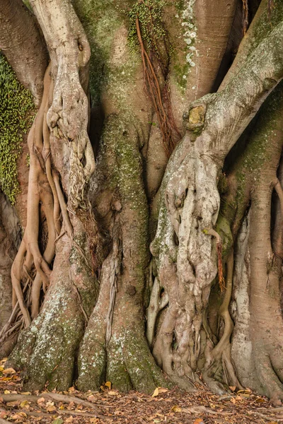 Ficus wiązane drzewo tułowia i korzenie powietrzne — Zdjęcie stockowe