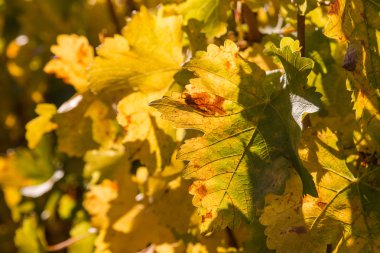 Sonbaharda sarmaşık yaprakları