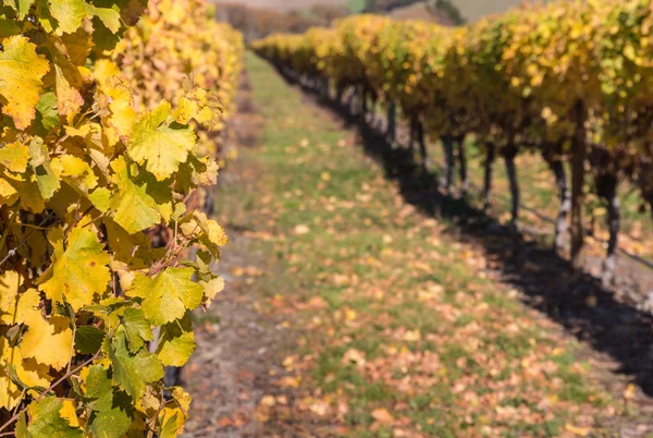 Желтые виноградные листья — стоковое фото