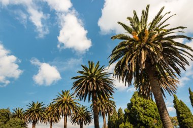 hurma ve servi ağaçları 