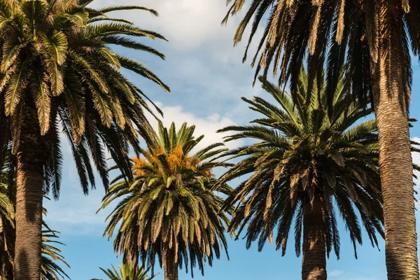 Palmiers dattiers contre ciel bleu — Photo