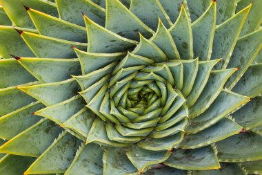 spiral aloe cacti clipart