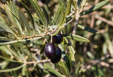 Konfit Siyah zeytin ağacı üzerinde