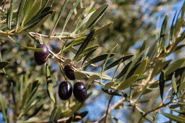 Mavi gökyüzü karşı ağaçta Konfit Siyah Zeytin
