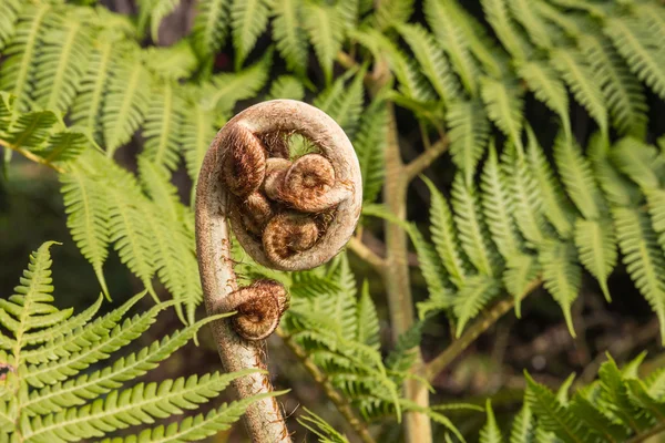 Silver fern páfránylevél növekvő — Stock Fotó