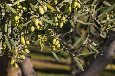 Ağaçta yeşil zeytin