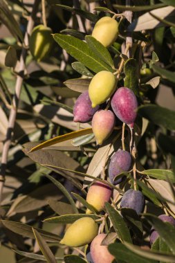 Kalamata zeytin ağacı olgunlaşma