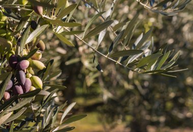 Olgun zeytinli zeytin