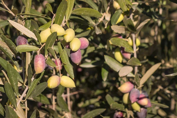 Olives Kalamata mûres et non mûres sur olivier — Photo