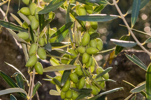Спелые зеленые оливки на оливковом дереве — стоковое фото