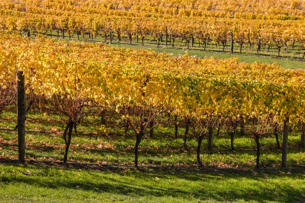 Виноградник на солнечном склоне осенью — стоковое фото