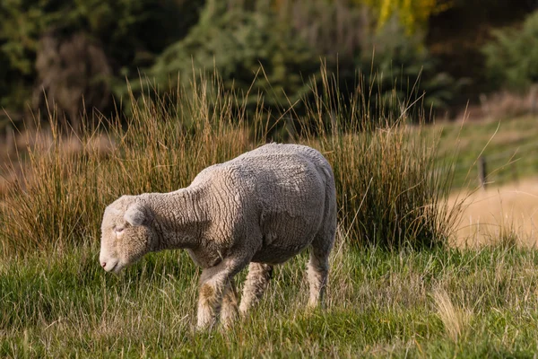 Schafe geschoren, die auf der Koppel grasen — Stockfoto