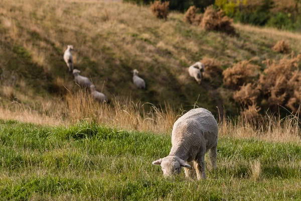 メリノ羊の放牧草が茂った丘の上 — ストック写真