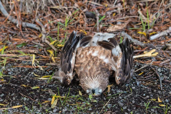 死了新西兰猎鹰 — 图库照片