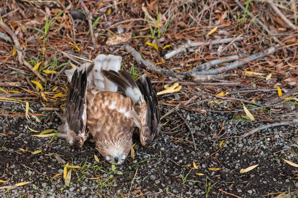 新西兰猎鹰-撞 — 图库照片