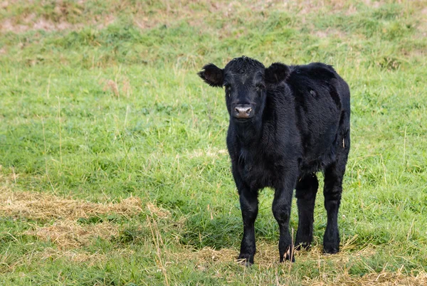 Veau Angus noir isolé debout sur l'herbe — Photo