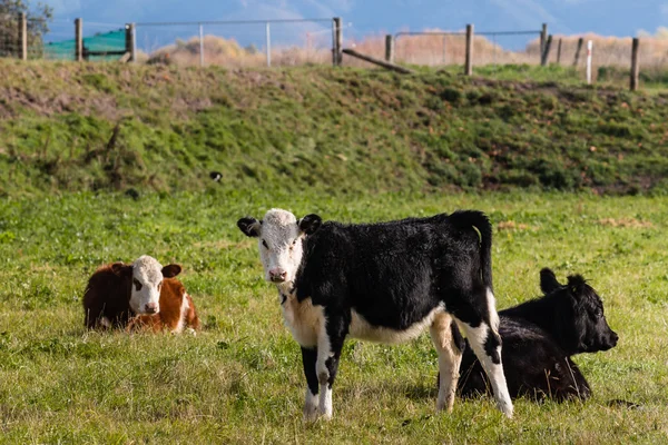 Trois veaux croisés dans le enclos — Photo