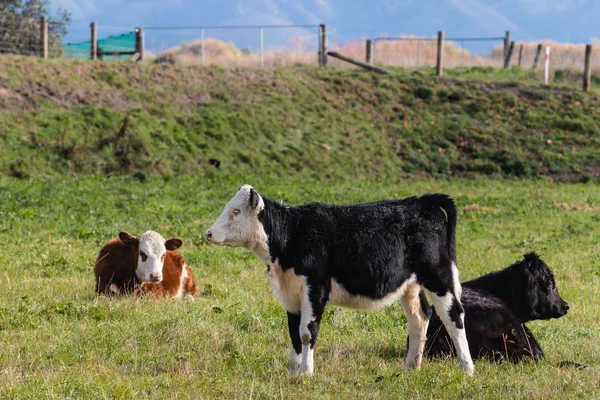 Trois jeunes veaux reposant dans le enclos — Photo