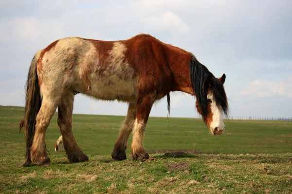 Καστανιές άλογο που βόσκει σε στάβλο — Φωτογραφία Αρχείου
