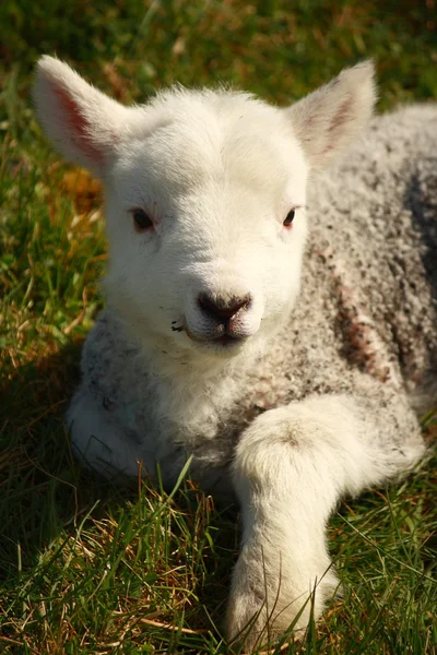 Pasgeboren lam rusten op gras — Stockfoto