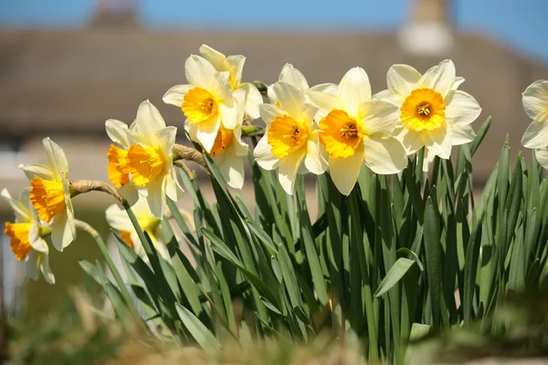 Daffodils in bloom — Stock Photo, Image