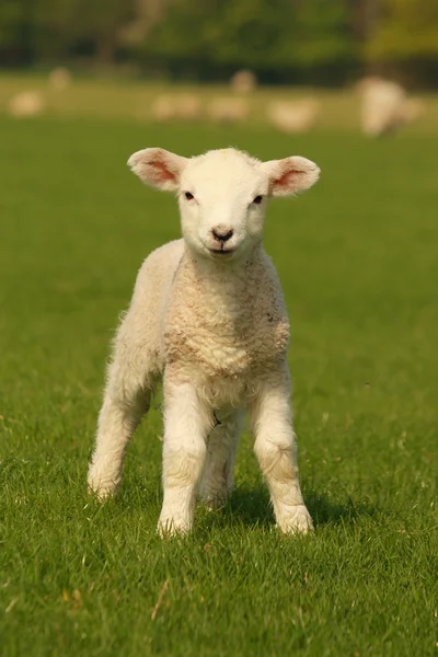 Kíváncsi bárány állt a réten — Stock Fotó