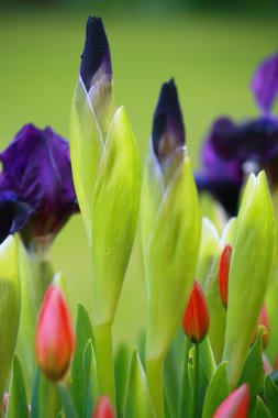 Mor Iris tomurcukları ve pembe laleler