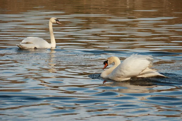 Mute swans in courtship — Stock Photo, Image