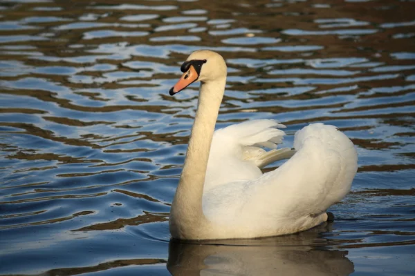 Close up de cisne mudo no lago — Fotografia de Stock