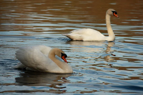 Par de cisnes blancos cortejando en el lago — Foto de Stock