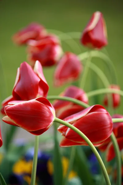 Tulipán rojo cabezas de flores en el jardín — Foto de Stock