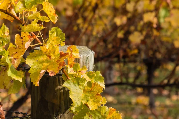 Zwiędły liście winorośli w winnicy — Zdjęcie stockowe