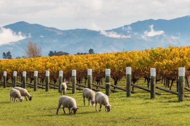 sheared sheep grazing in autumn vineyard  clipart