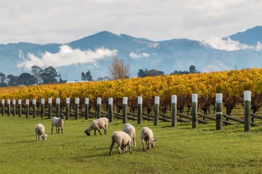 sheared sheep grazing in autumn vineyard clipart