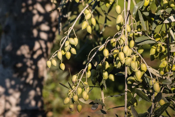 Olives vertes isolées mûrissant sur l'arbre — Photo