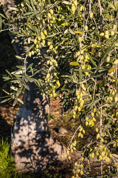 熟したグリーン オリーブとオリーブの木 — ストック写真