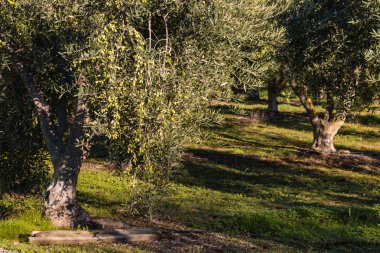 zeytin ağaçları Zeytin bahçesinde büyüyen