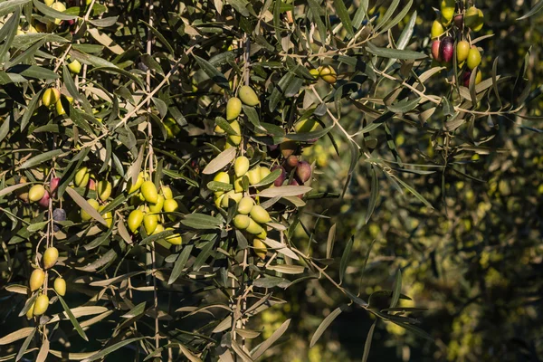 Оливки Каламата, созревающие на оливковом дереве — стоковое фото