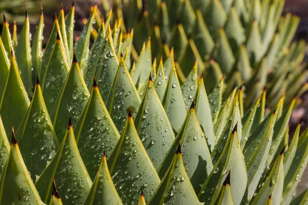 Aloe kaktus med regndroppar — Stockfoto