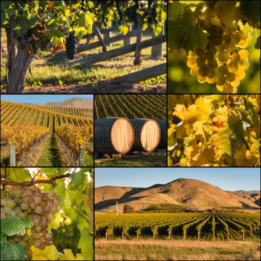 Yeni Zelanda üzüm bağları Güz