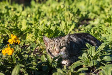 Tabby yavru kedi takip