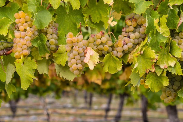 Uvas chardonnay maduras em vinha — Fotografia de Stock