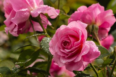 Yağmur damlaları Bloom ile pembe güller