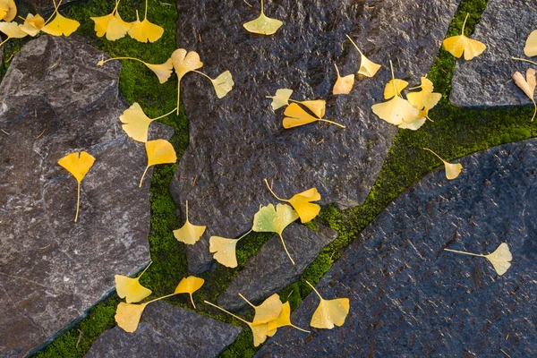 Hojas de ginkgo amarillo sobre piedras mojadas —  Fotos de Stock