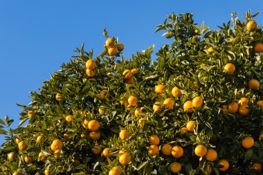 Olgun mandalinalı mandalina ağacı