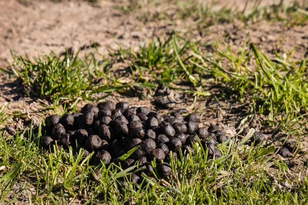 Schapen uitwerpselen op grond — Stockfoto