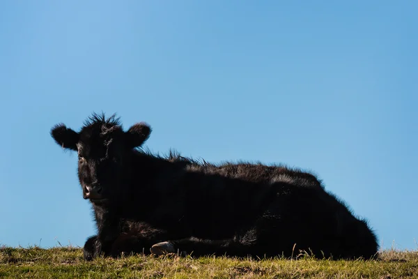 Angus calf resting on grass — Stock Photo, Image