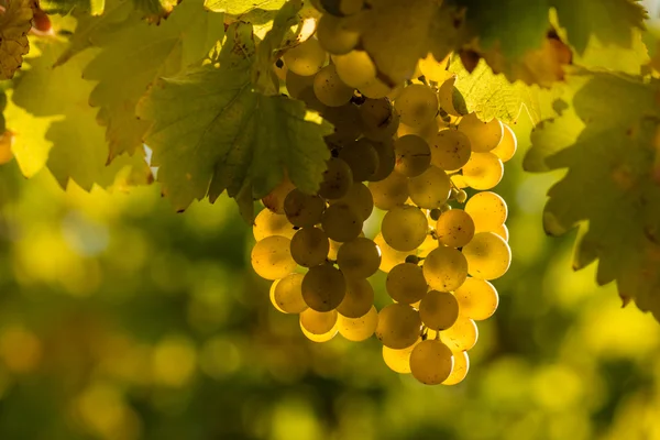 Uvas Riesling iluminadas por el sol en viñedo — Foto de Stock